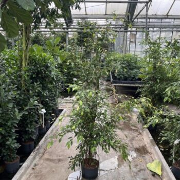 Ficus monique gold 28/19 h220