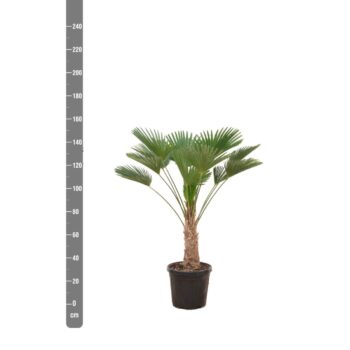 Trachycarpus Wagnerianus - 140cm