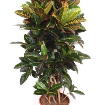 Codiaeum Petra (Croton Petra)