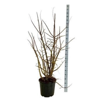 Ulmus minor suberosa