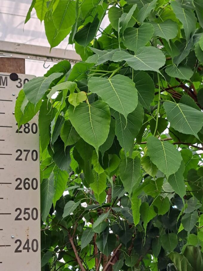 Ficus Religiosa stam 350