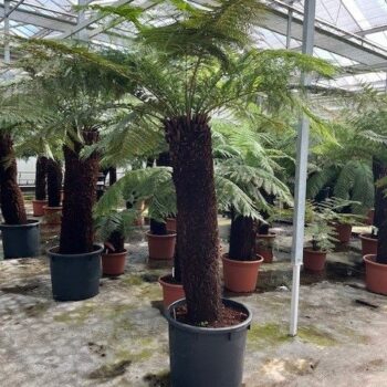 Dicksonia antarctica