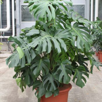 Monstera deliciosa
