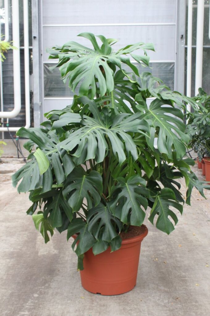 Monstera deliciosa