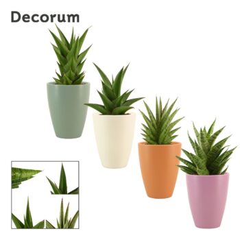 Sansevieria Crown mix 12 cm in Carly (Craft world-collection)