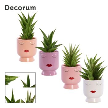 Sansevieria Crown mix 12 cm in Dua Lipa (Party love-collection)