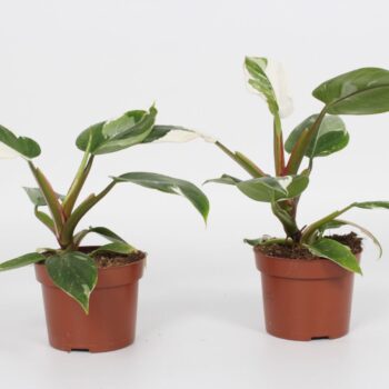 Philodendron White Princess 12cm