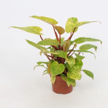 Philodendron Painted Lady 12cm - Blanco hoes