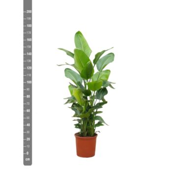 Strelitzia Nicolai (6-stek)