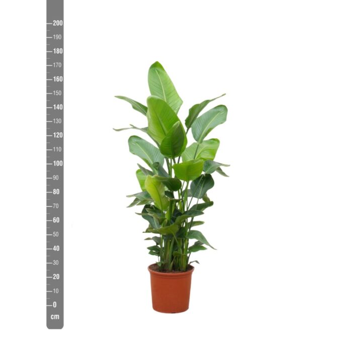 Strelitzia Nicolai (6-stek)