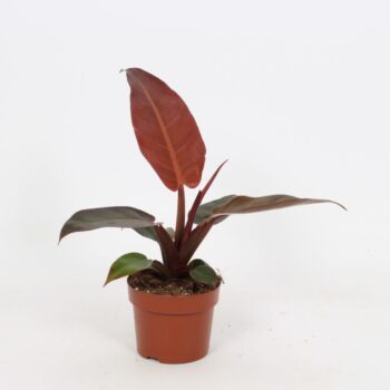 Philodendron Sun Red 12cm