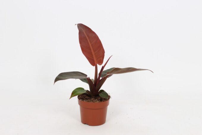 Philodendron Sun Red 12cm