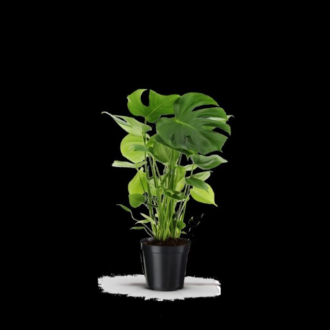Monstera Deliciosa 17c