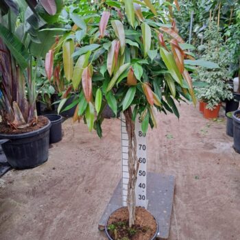 Ficus Amstel King gevlochten stam