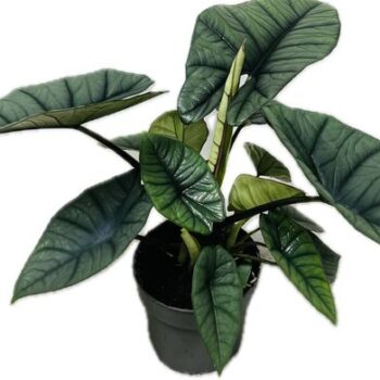 Alocasia Platinum 14 cm