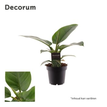 Philodendron Imperial Green