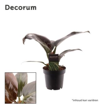 Philodendron Imperial Red