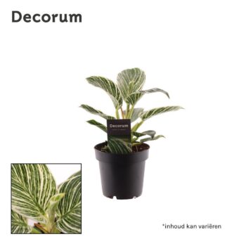 Philodendron Birkin