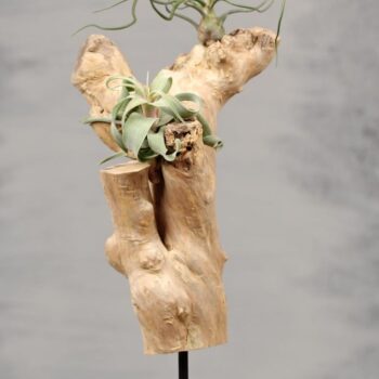 Wood Stump Stand