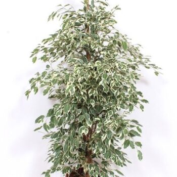 Ficus Twilight