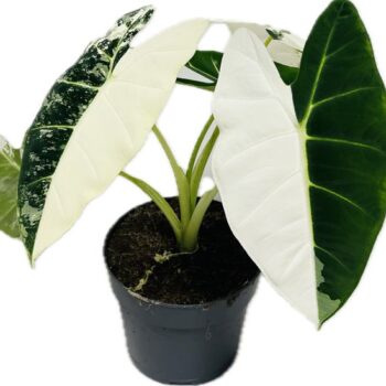 Alocasia Frydek variagata 14 cm