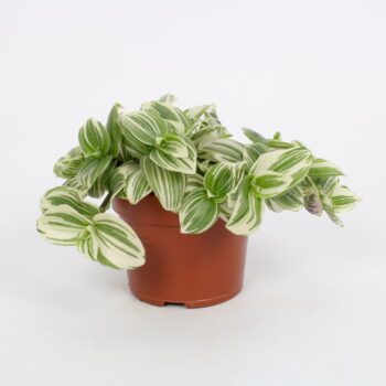 Tradescantia Abliflora Giant - White Beach 12cm