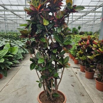 Codiaeum Petra (Croton Petra)