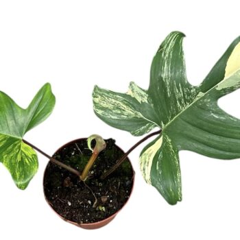Philodendron florida beauty