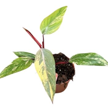 philodendron strawberry shake
