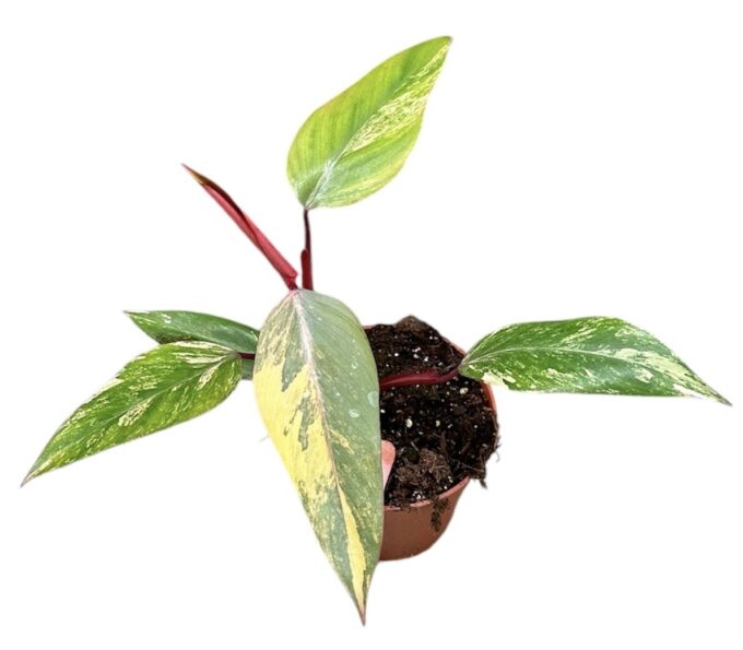 philodendron strawberry shake