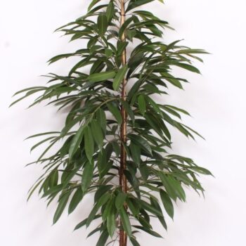 Ficus Amstel King