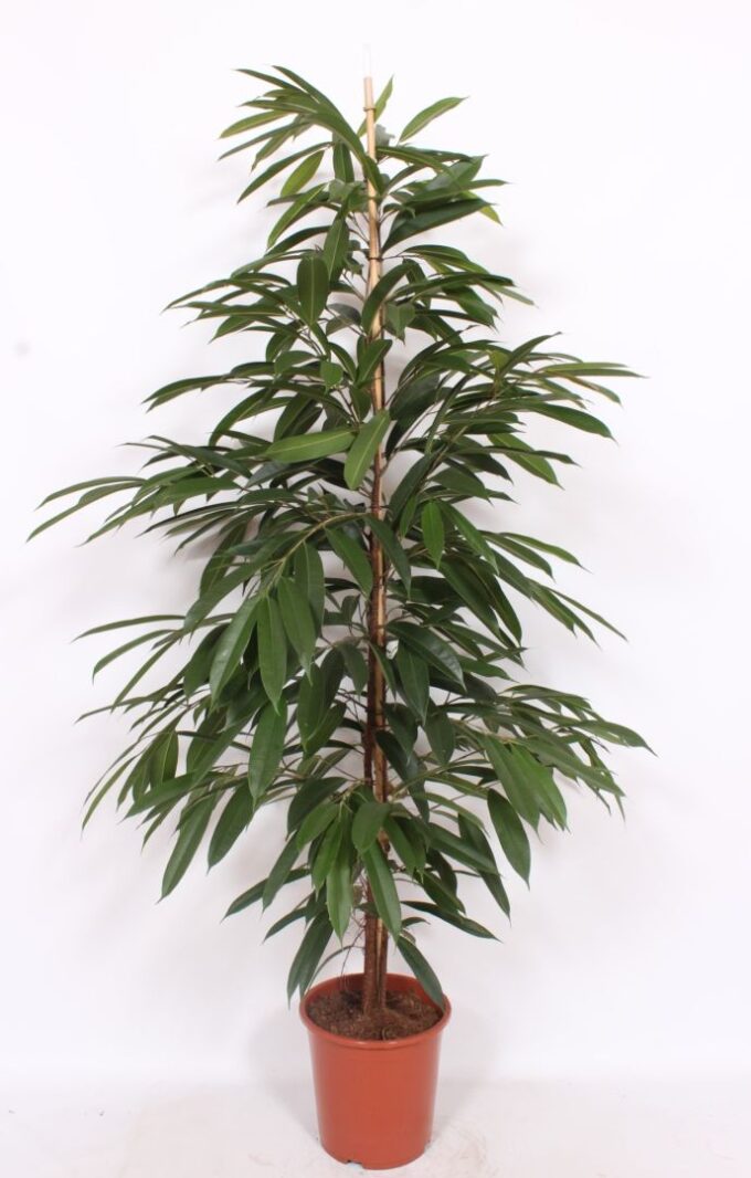 Ficus Amstel King