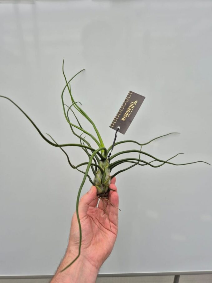 Tillandsia Bulbosa Giant met Label