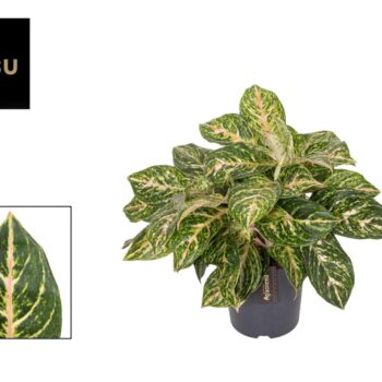 Aglaonema Melon Candy
