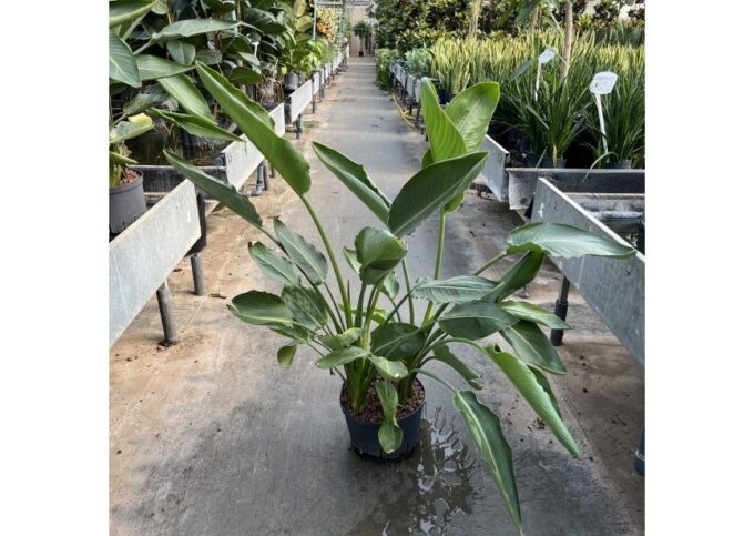 Strelitzia reginae 3pp 25/19 h120