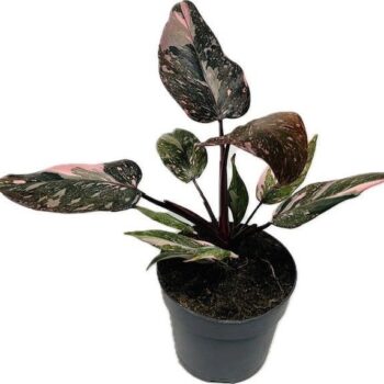 Philodendron Pink Princess Marble 14 cm