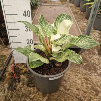 Philodendron Birkin