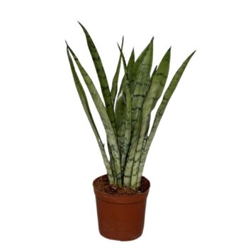 Sansevieria Silver Princess