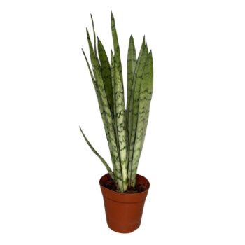 Sansevieria Silver Princes
