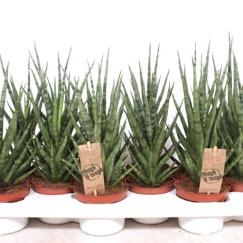 Sansevieria Torch
