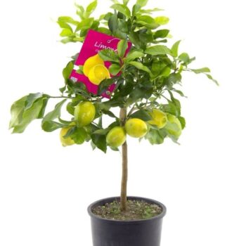 Citrus Lemon - 70 cm