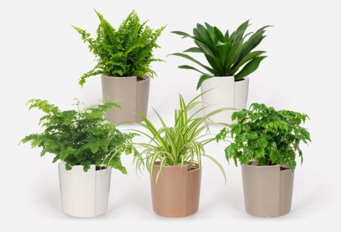 2025 - Groen Mix 12cm - Classic - Belenois