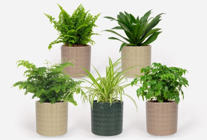 2025 - Groen Mix 12cm - Classic - Elgar