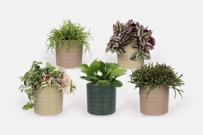2025 - Groen Mix 12cm - Compact - Elgar