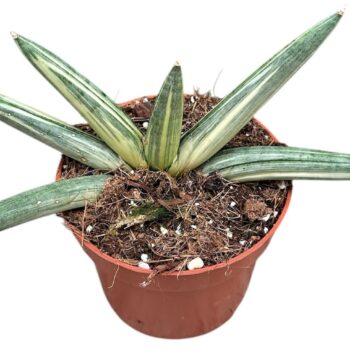 sansevieria boncel variegata