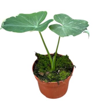Alocasia mickey mouse