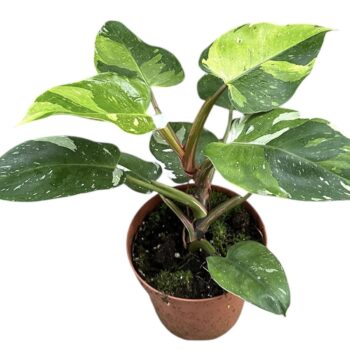 philodendron fresh aurea