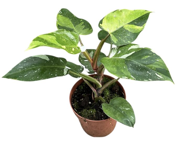 philodendron fresh aurea