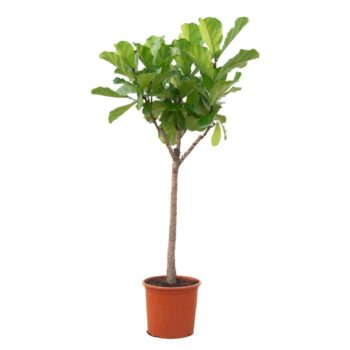 Ficus Lyrata - 190cm