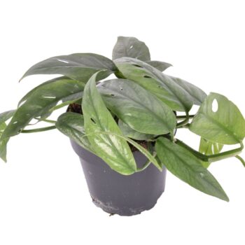 Epipremnum Cebu Blue